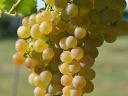 Grape harvest