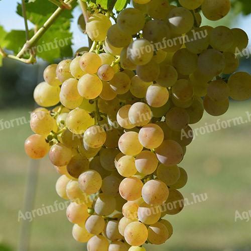 Grape harvest