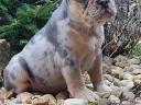 French bulldog puppy