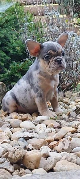 French bulldog puppy