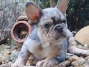 French bulldog puppy