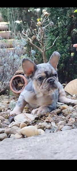 French bulldog puppy