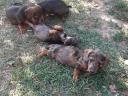 Catelusi din rasa Dachshund disponibili pentru adoptie