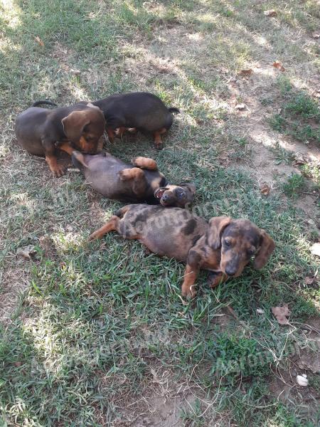 Dachshund breed puppies available for adoption