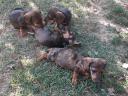 Catelusi din rasa Dachshund disponibili pentru adoptie