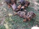 Dachshund breed puppies available for adoption