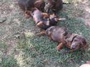 Catelusi din rasa Dachshund disponibili pentru adoptie