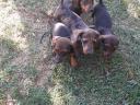 Dachshund breed puppies available for adoption