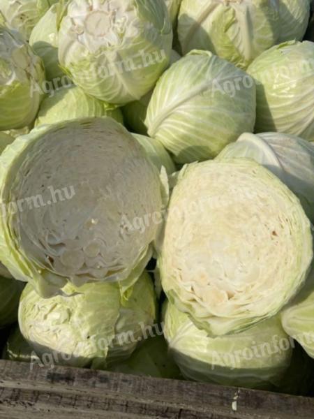 Cabbage with cabbage