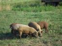 Mangalica x Duroc Ferkel zu verkaufen