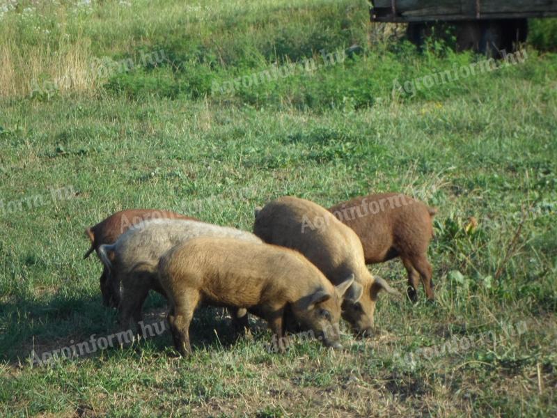 Mangalica x Duroc Ferkel zu verkaufen