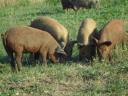 Mangalica x Duroc Ferkel zu verkaufen