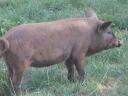 Mangalica x Duroc piglets for sale