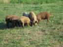 Mangalica x Duroc Ferkel zu verkaufen