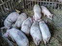 For sale 8 pcs 9 weeks old big white piglets