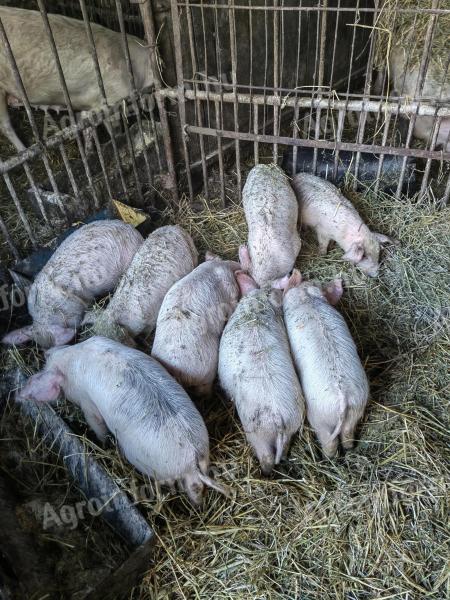 For sale 8 pcs 9 weeks old big white piglets