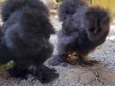 Black Silky Cocks 16 săptămâni