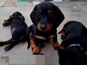 Dachshund puppies