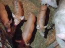 Election piglets for sale