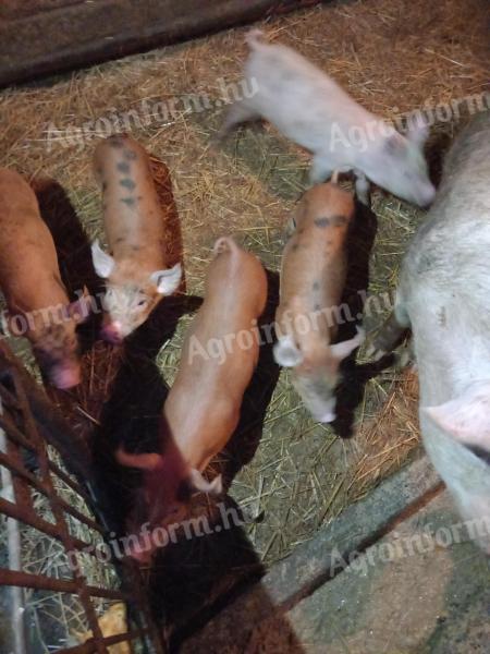 Election piglets for sale