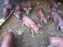 Election piglets for sale