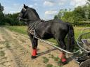 Friesian would graze elsewhere