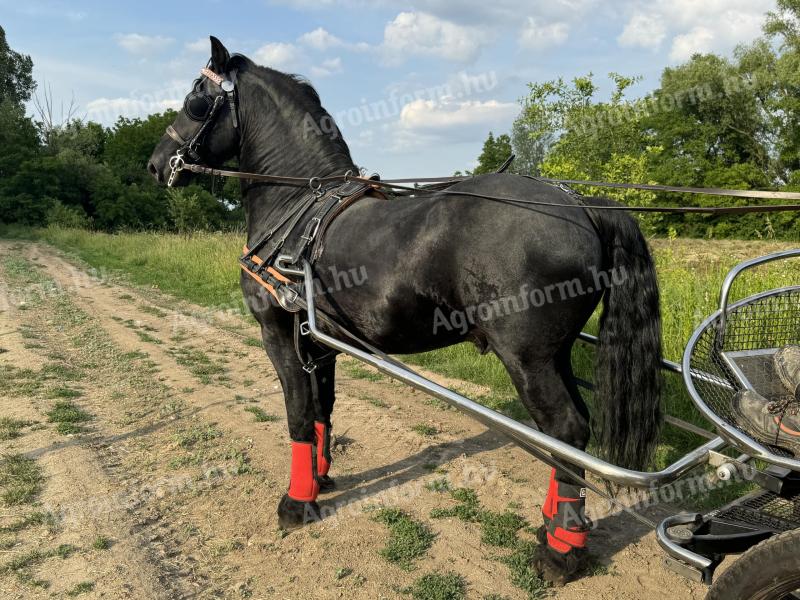 Friesian ar pășuna în altă parte