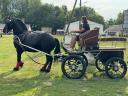 Friesian ar pășuna în altă parte