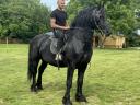 Friesian ar pășuna în altă parte