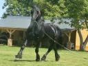 Friesian would graze elsewhere