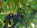 Quality wine grapes for sale from a producer in the Szekszárd wine region