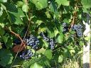 Quality wine grapes for sale from a producer in the Szekszárd wine region