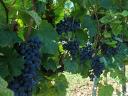 Quality wine grapes for sale from a producer in the Szekszárd wine region