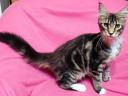 Maine Coon kitten available for immediate adoption