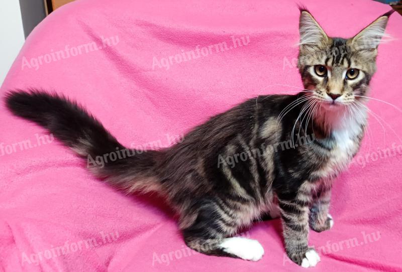 Maine Coon kitten available for immediate adoption