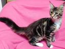 Maine Coon kitten available for immediate adoption