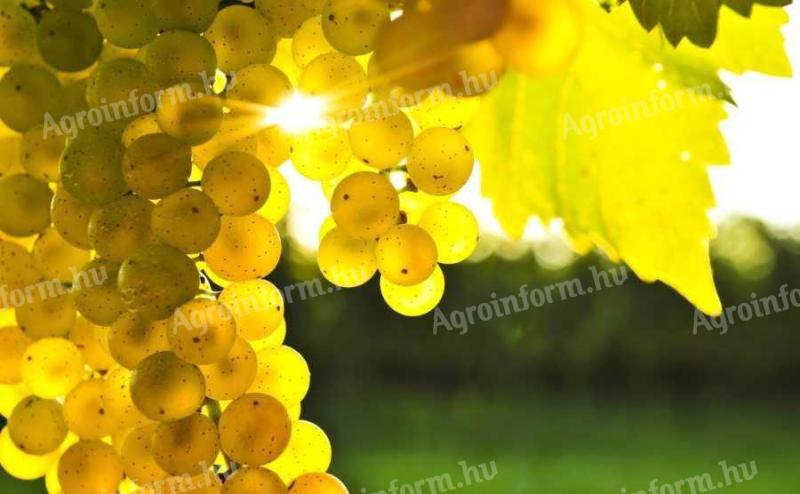 Aletta grapes for sale