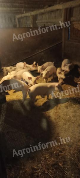 Pigs for sale