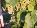 Quality Zenit and Zweigelt grapes for sale in Miskolc