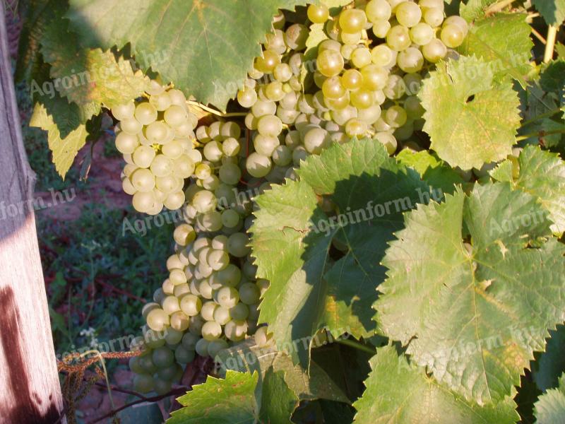 Quality Zenit and Zweigelt grapes for sale in Miskolc