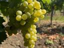 Furmint and Hárslevelű grapes for sale