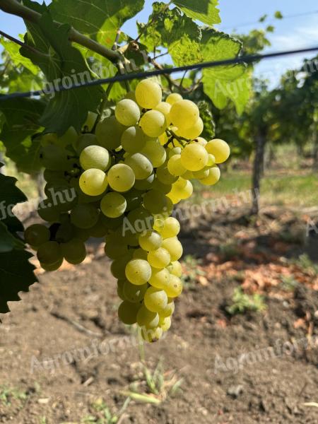 Furmint and Hárslevelű grapes for sale