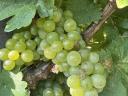 Furmint- und Hárslevelű-Trauben zu verkaufen