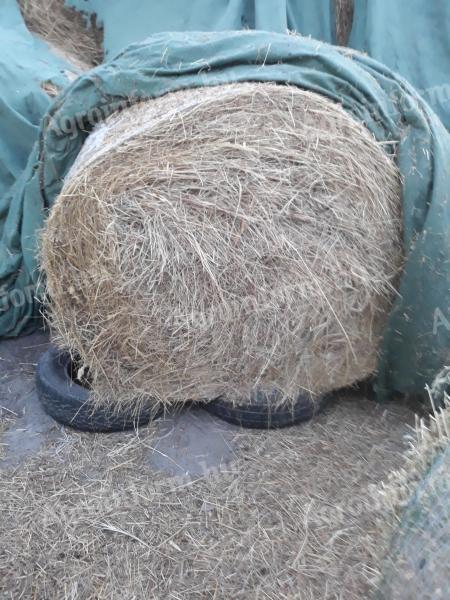 Hay and alfalfa for sale or exchange