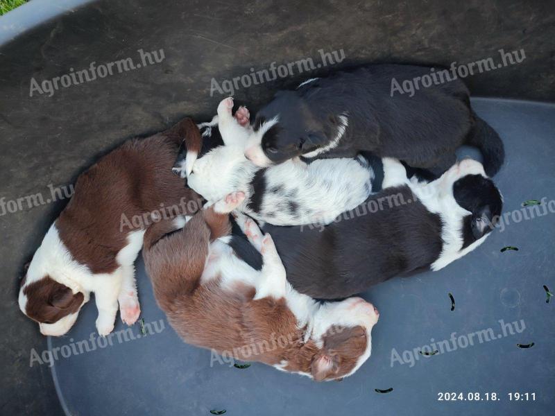 Border collie purebred puppies available for free adoption