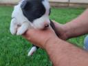 Border collie purebred puppies available for free adoption