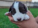 Border collie purebred puppies available for free adoption