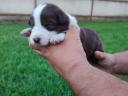 Border collie purebred puppies available for free adoption