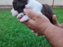 Border collie purebred puppies available for free adoption