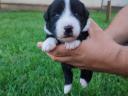 Border collie purebred puppies available for free adoption